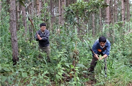 Bảo vệ rừng mùa khô hanh